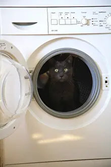 Blacks: Cat sitting at the window of a washing machine