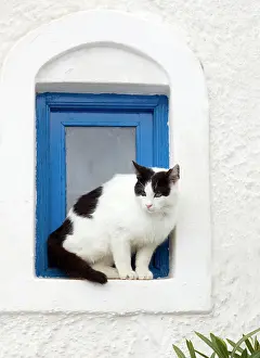 Windowsill: Cat - sitting on a windowsill