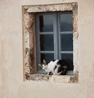 Windowsill: Cat - sitting on windowsill - Stray