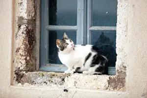 Windowsill: Cat - sitting on windowsill - Stray