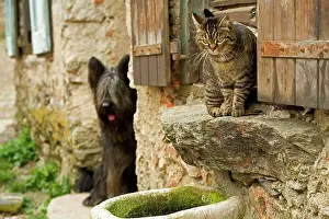 Windowsill: Cat - sitting on windowsill being watch by dog