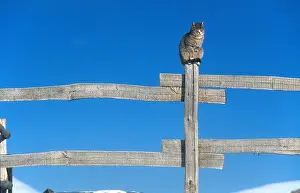 Barriers: Cat sitting on a wooden fence Lombardy Italy Alps