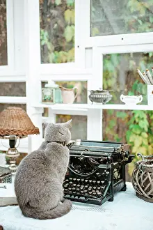 Working: Cat sitting on working desk next to Vintage old
