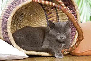 Eyes Closed: Cat - sleeping in basket