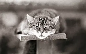 Beauregard: Cat sleeping on a bench Refuge of Beauregard France