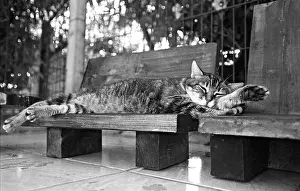 Kennel: Cat sleeping on a bench Refuge of Beauregard France