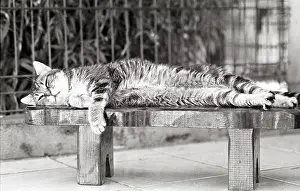 Bored: Cat sleeping on a bench Refuge of Beauregard France