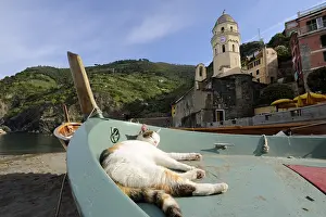 Ports: Cat sleeping in a boat Vernazza Cinque Terre NP Italy