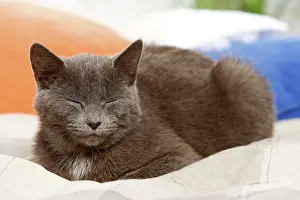 Eyes Closed: Cat - sleeping on cushion
