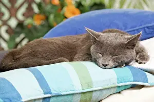 Eyes Closed: Cat - sleeping on cushion