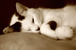 Shootings: Cat sleeping on a cushion Picardie France