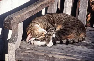 Bench: CAT - sleeping on garden bench