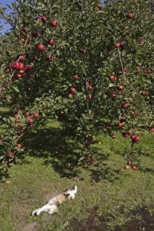 Aliments: Cat sleeping near an apple tree Manche France