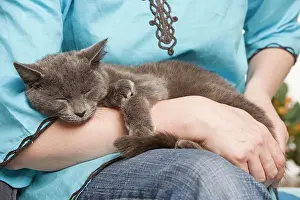 Arms: Cat - sleeping in owners arms