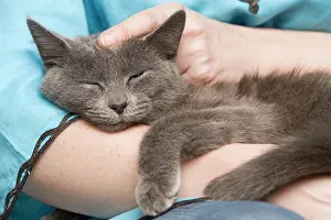 Stroking: Cat - sleeping in owners arms