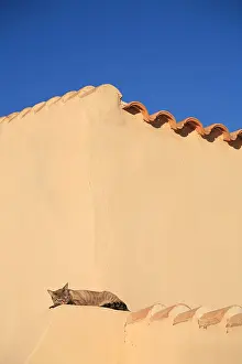 Andy Teare: Cat sleeping in the sun on a roof against a blue