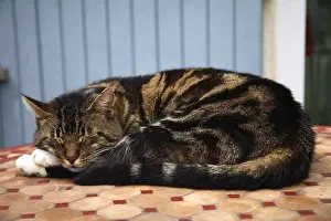 Paving: Cat sleeping on a table