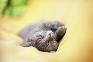 Blankets: Cat sleeping on a yellow blanket