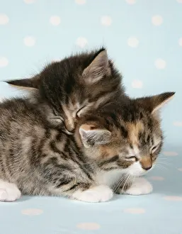 Sleeping: Cat - two sleepy kittens