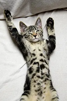 Winking: CAT. sleepy tabby kitten laying on its back with paws up, on