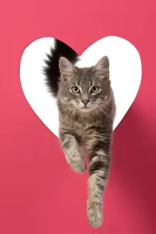 Sliver: CAT, sliver grey tabby cat jumping through pink