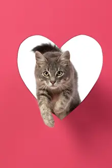 Sliver: CAT, sliver grey tabby cat jumping through pink
