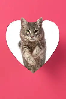 Sliver: CAT, sliver grey tabby cat jumping through pink