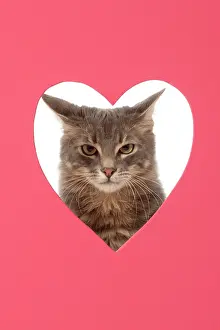 Grumpy: CAT, sliver grey tabby cat looking grumpy, through