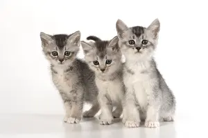 080119: CAT. sliver kittens ( 6 wks old ) on white background