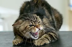 Hissing: CAT - snarling