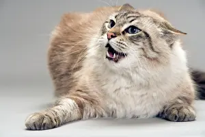 Hissing: Cat - snarling / angry