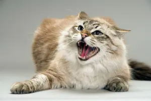Hissing: Cat - snarling / angry