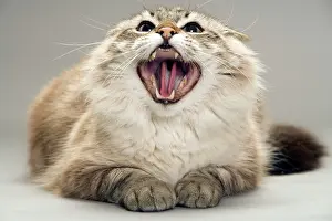 Hissing: Cat - snarling / angry
