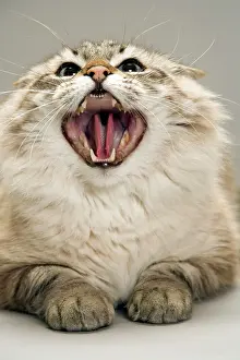 Hissing: Cat - snarling / angry