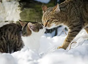 Tomcat: Cat sniffing an old tabby tomcat in the snow, Satteldorf