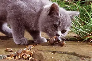 Smelling: CAT - SNIFFING SNAIL