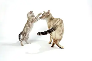 Pouncing: CAT. Snow Marble blue-eyed Bengal kitten - 6 weeks