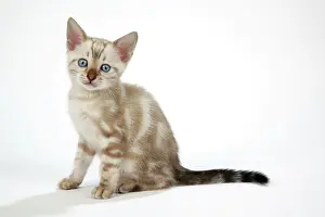 Exressions: CAT. Snow Marble blue-eyed Bengal kitten - 6 weeks old