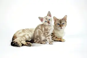 Exressions: CAT. Snow Marble blue-eyed Bengal with kitten - 6 weeks old
