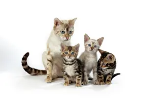 Exressions: CAT - Snow Marble blue-eyed Bengal & kitten & Brown