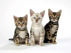 Exressions: CAT. Snow Marble & Brown Marble blue-eyed Bengal