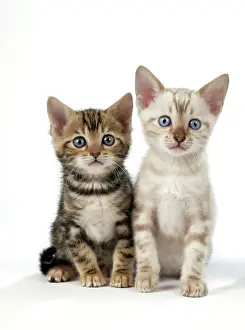 Exressions: CAT. Snow Marble & Brown Marble blue-eyed Bengal