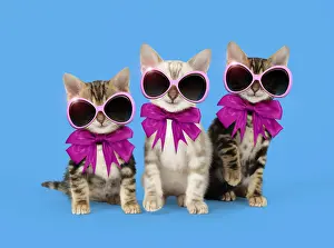 Bows: CAT - Snow Marble & Brown Marble blue-eyed Bengal
