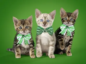 Bows: CAT. Snow Marble & Brown Marble blue-eyed Bengal