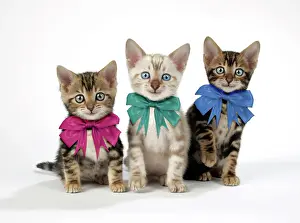 Bows: CAT