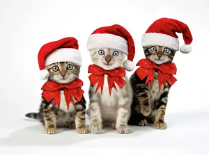 Bows: CAT