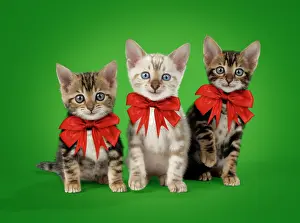 Bows: CAT