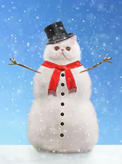 Snowman: Cat - snowman. Digital Manipulation
