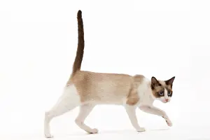 Snowshoes: Cat - snowshoe in studio