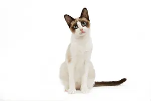 Snowshoes: Cat - snowshoe in studio